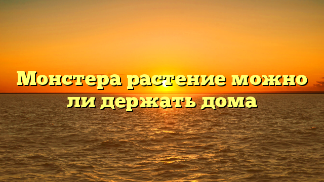 Монстера растение можно ли держать дома