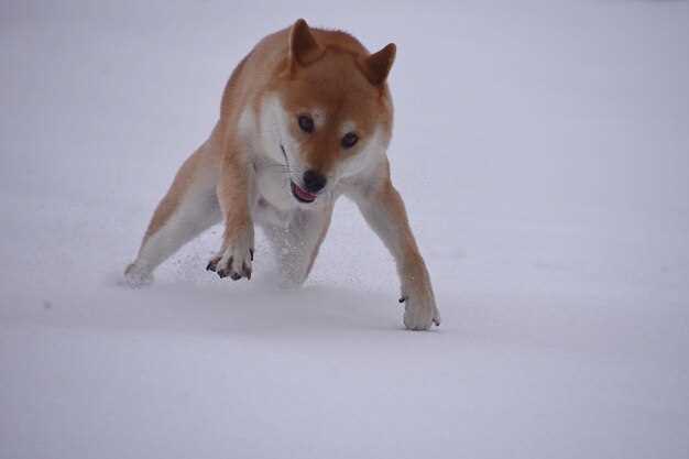 Обновления и аналитика по Shiba Inu последние новости и свежие сведения